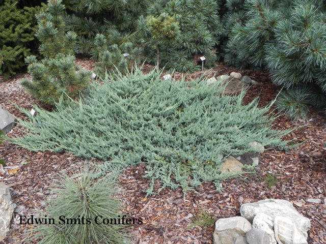 Juniperus fassettii (x) (J. scopulorum x J. horizontalis) 'Banff'